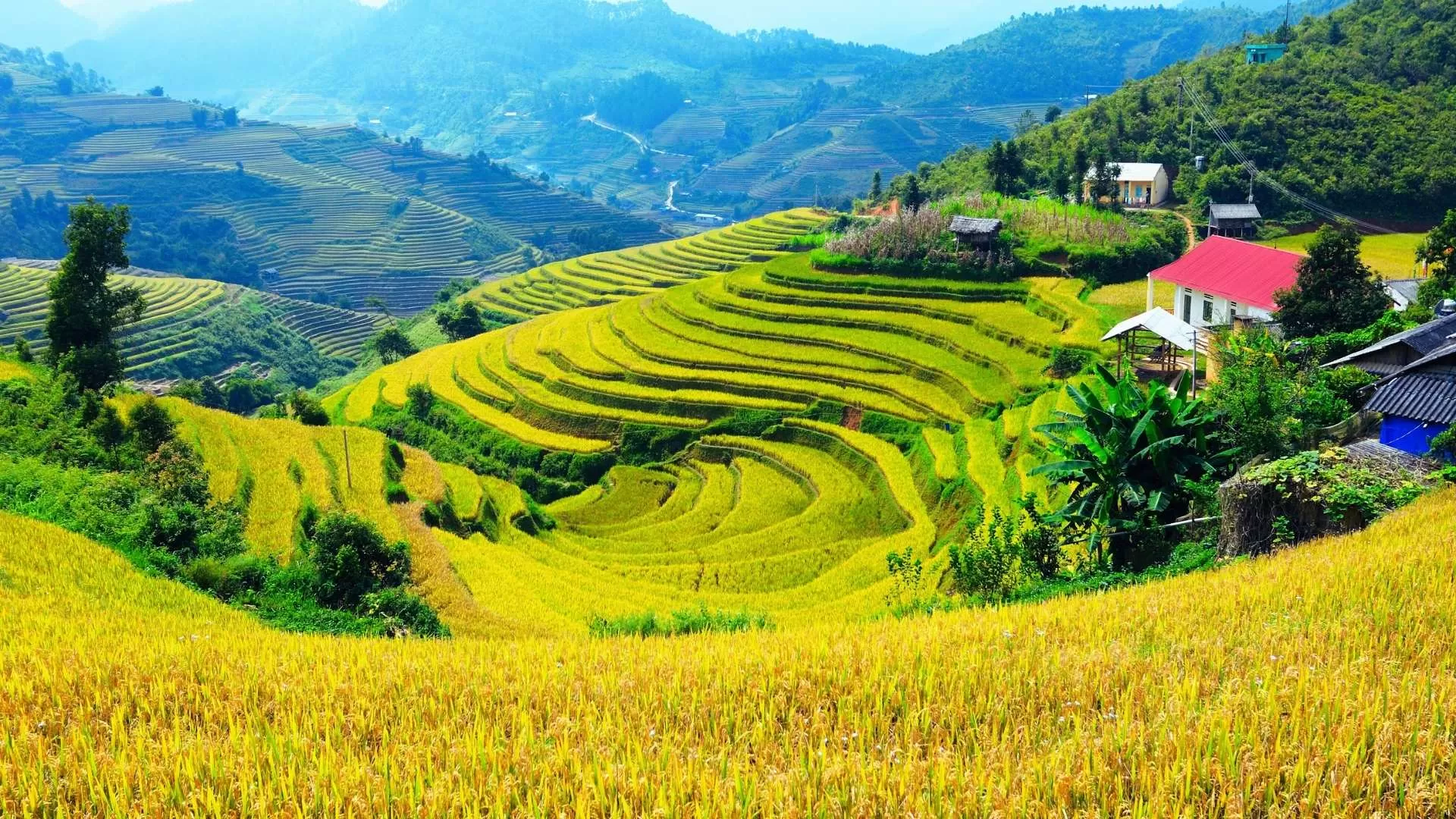 Sapa
