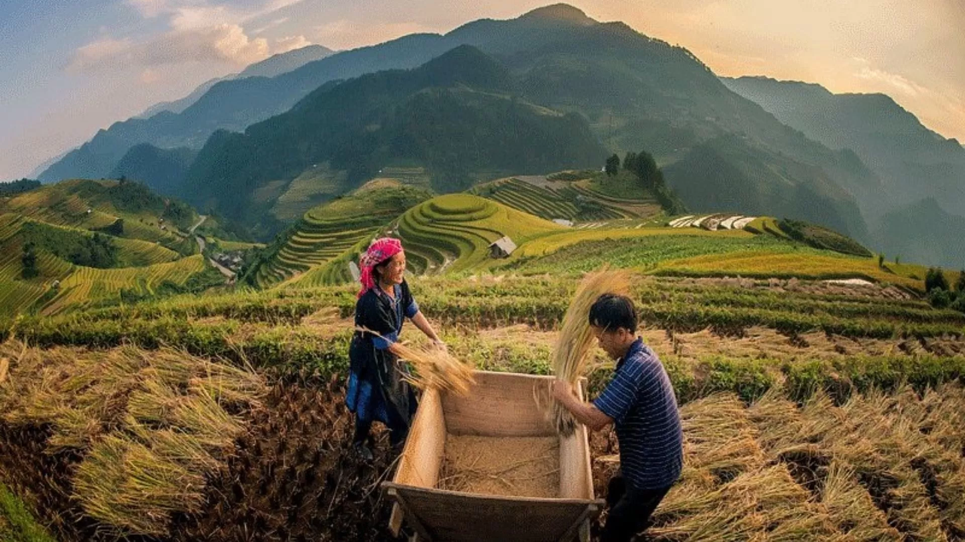Sapa