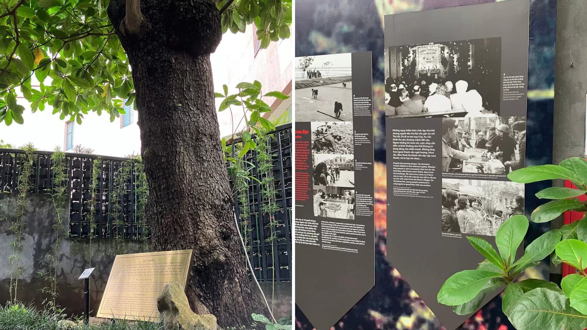 Banyan Tree