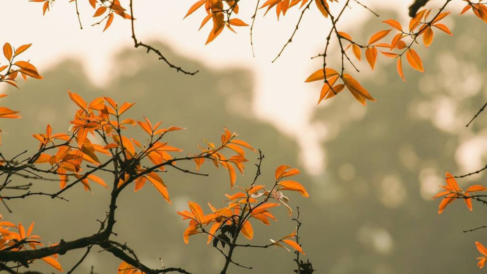 Hanoi in autumn