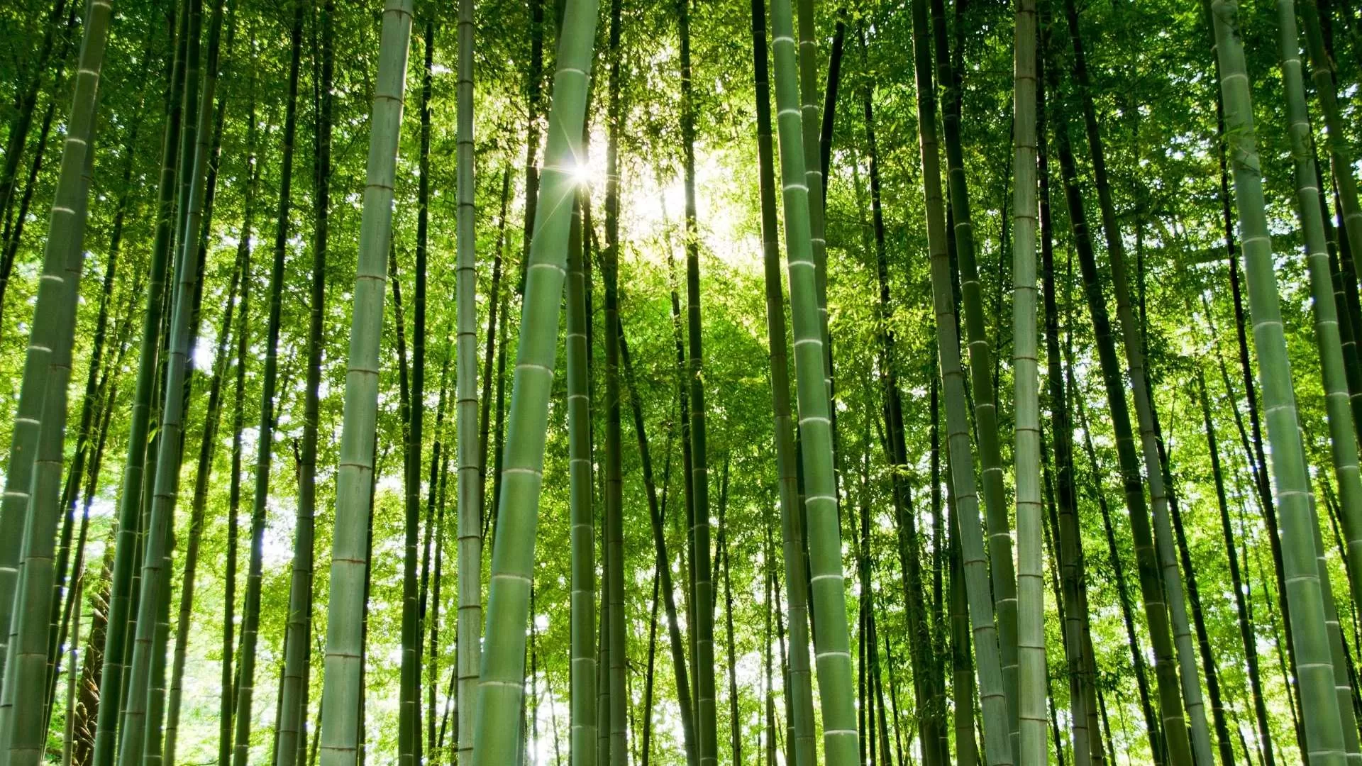 Bamboo