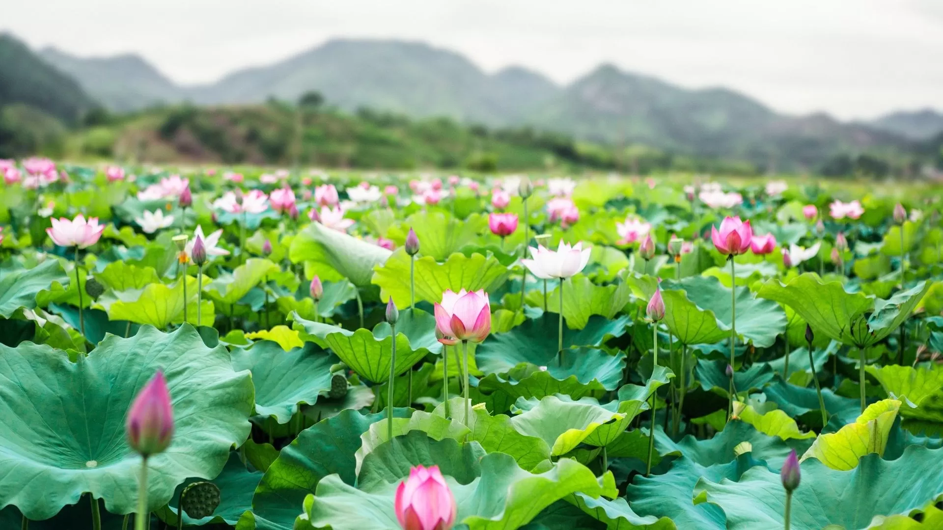 Lotus flower