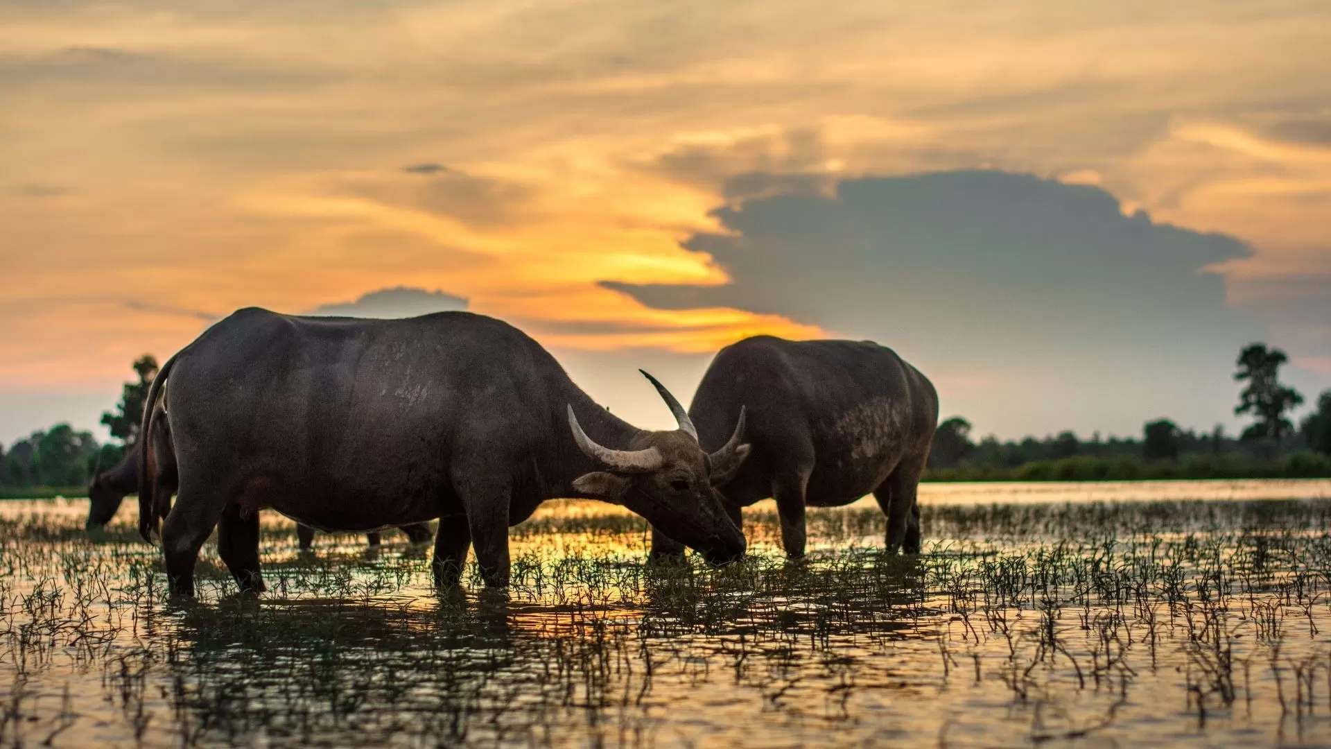 Water buffalo
